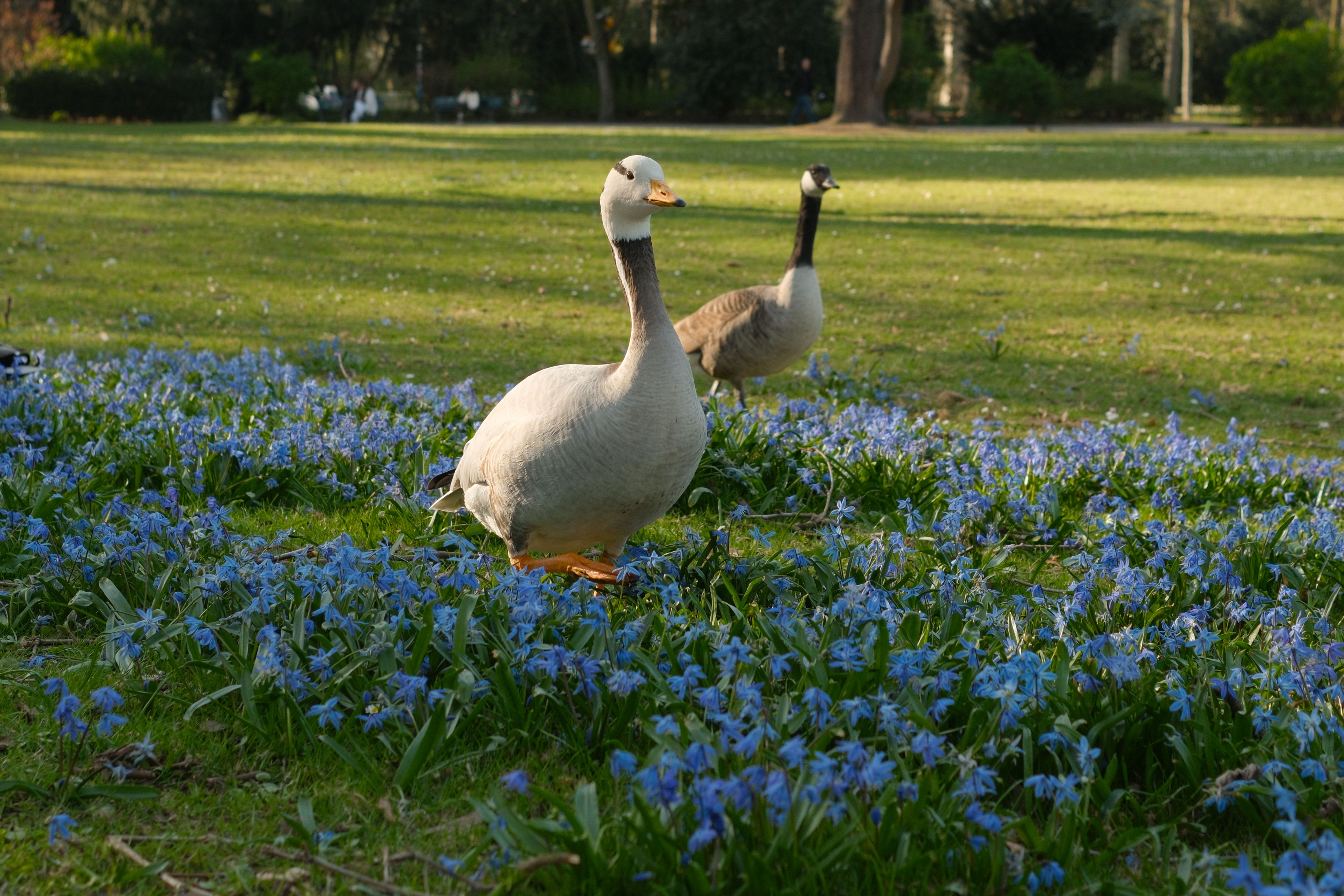 Geese Strolling in a Springtime Meadow of Blue Flowers · Free Stock Photo