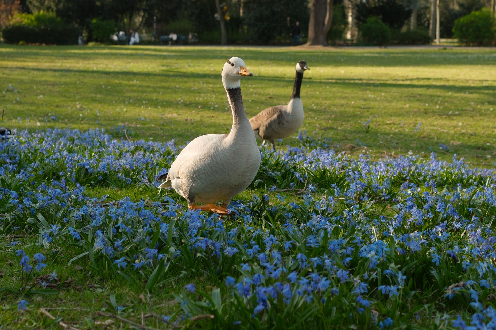 Free stock photo of annual bloom, duck, flowers in bloom