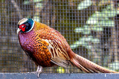 Free A colorful Common Pheasant with vibrant plumage perched by a wire fence. Stock Photo