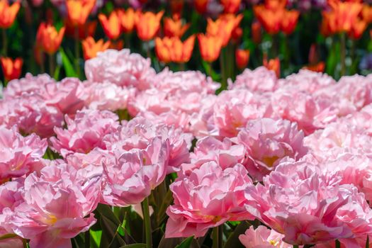 A colorful display of pink and orange tulips in full bloom during springtime outdoors.