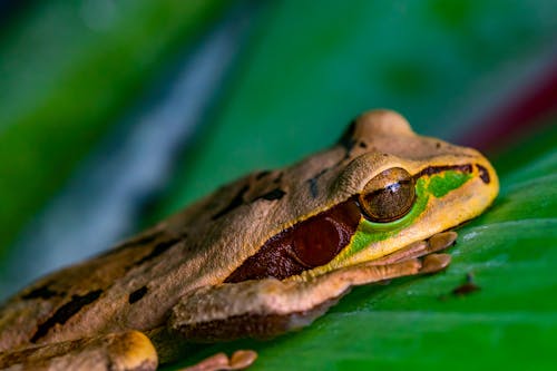 茶色、緑、黄色のカエルのセレクティブフォーカス写真