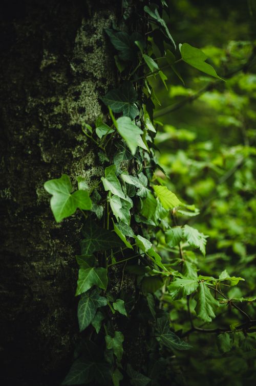 Free Close-up of ivy leaves climbing a tree trunk in a vibrant forest setting. Stock Photo