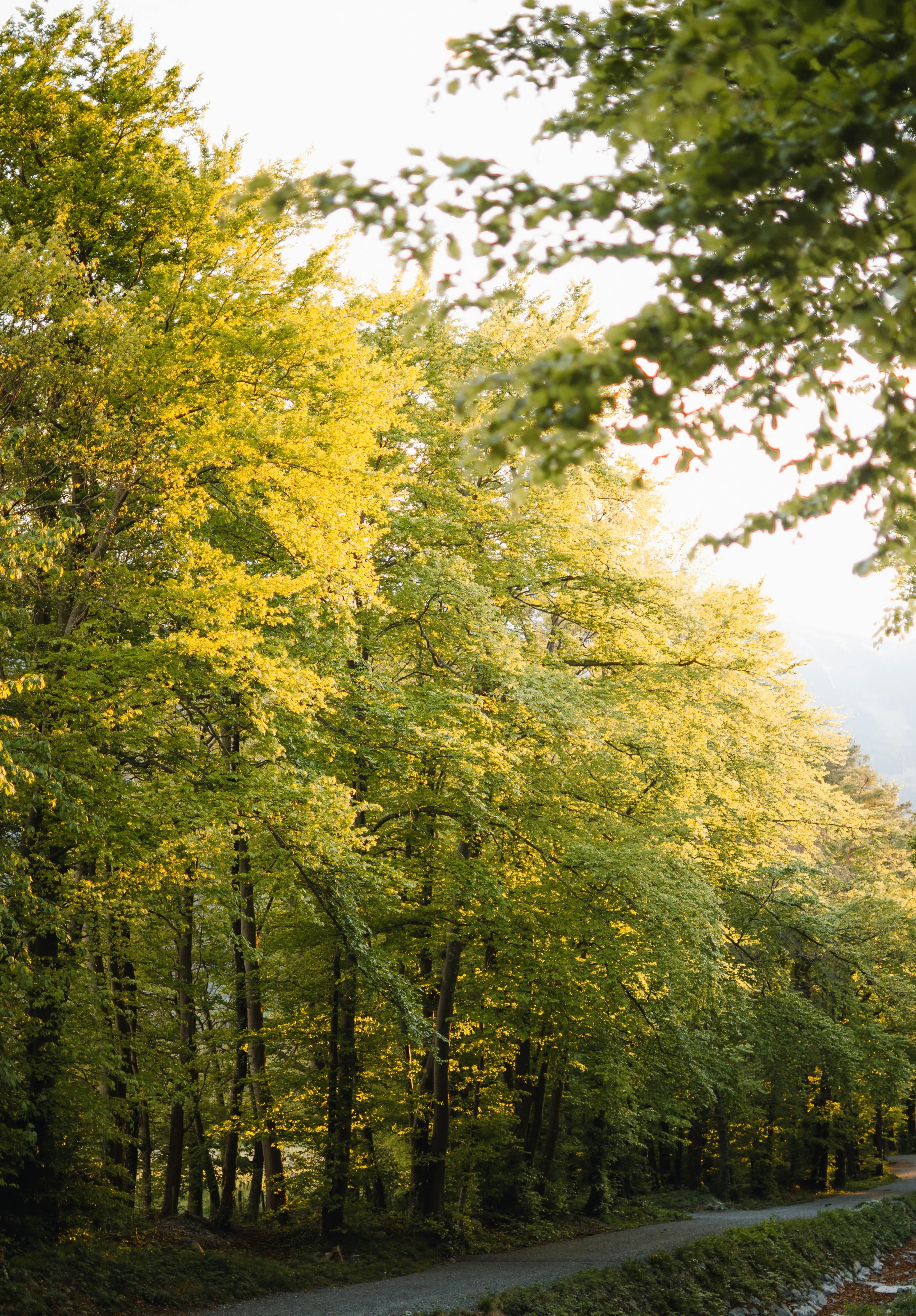 Beautiful sunlit forest with green foliage in spring afternoon. Scenic natural landscape.