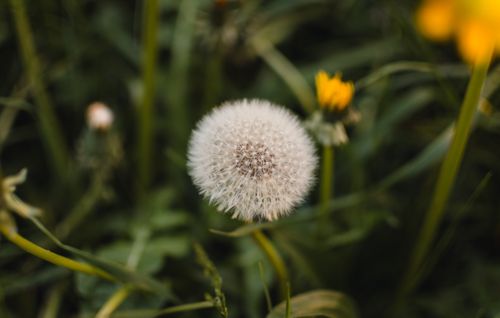 Free Detailed shot of a dandelion puff with surrounding wildflowers, evoking a serene natural vibe. Stock Photo