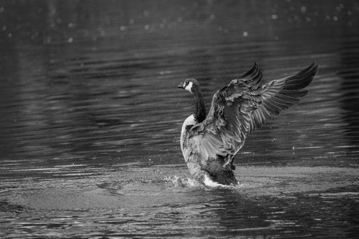 A striking black and white image of a goose spreading its wings on a serene lake.