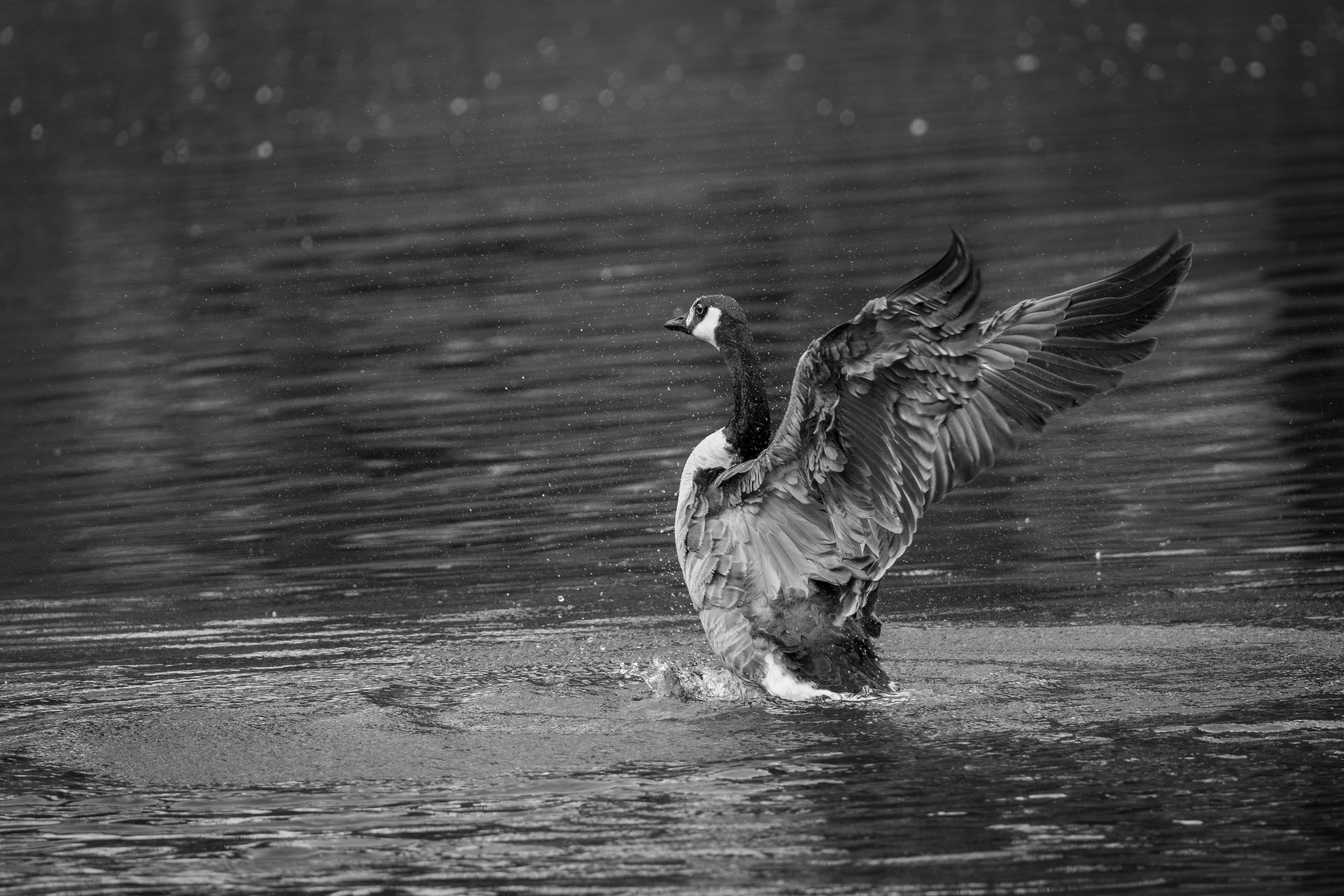 Dramatic Black and White Goose in Water · Free Stock Photo