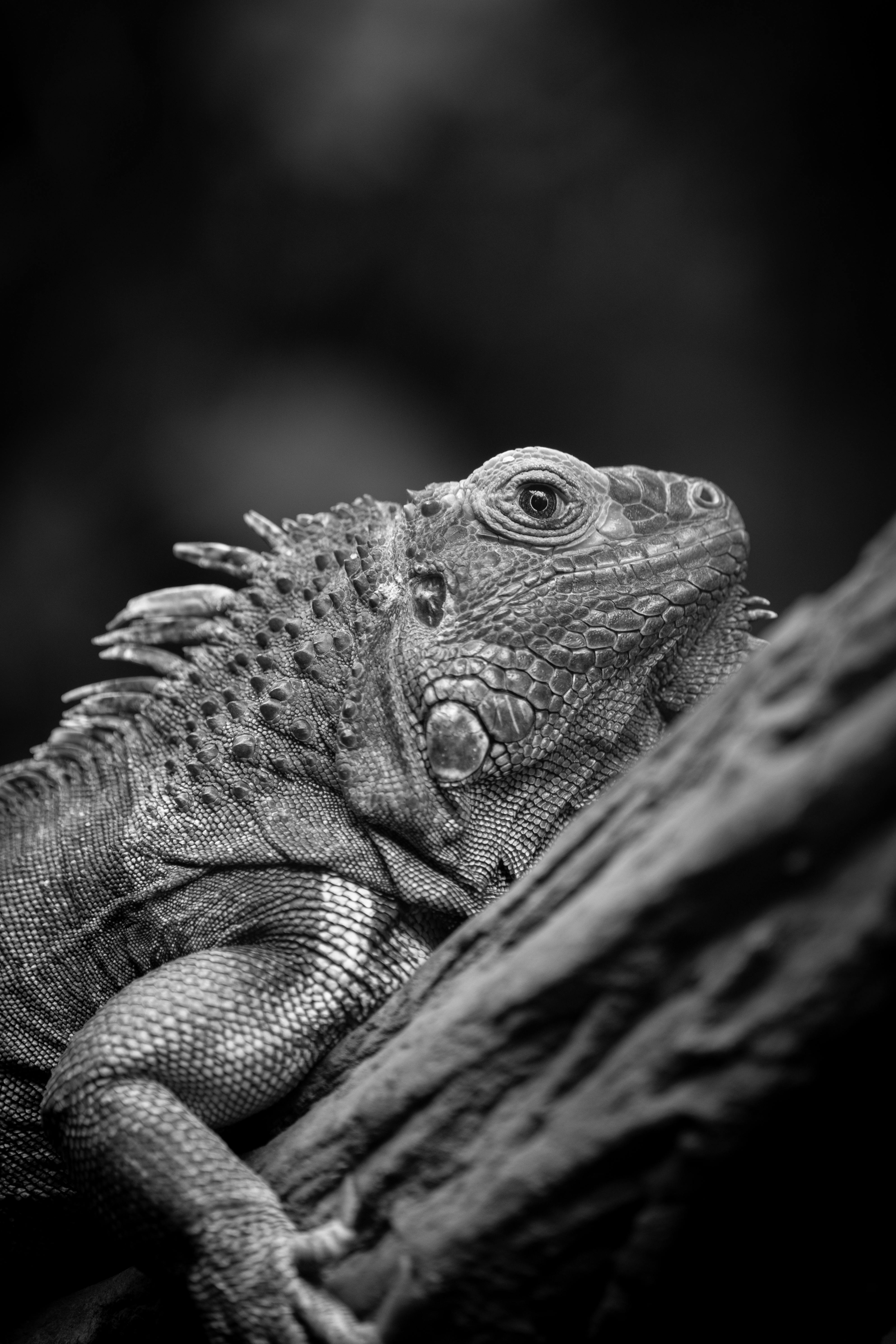Lizard Back Photos, Download The BEST Free Lizard Back Stock Photos ...