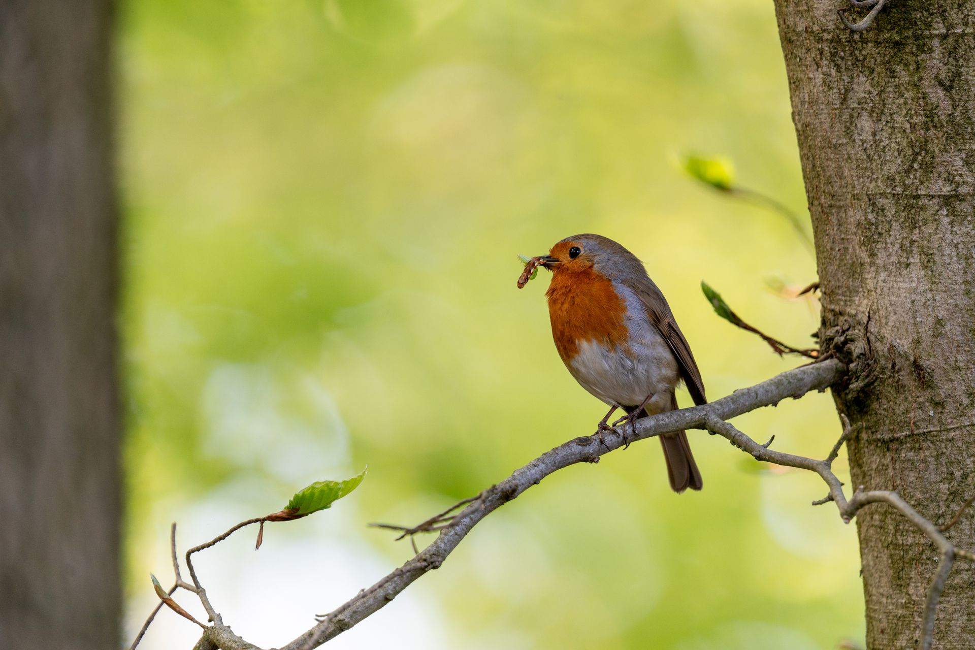 A European Robin holds a worm while perched on a branch, symbolizing nature's cycle.