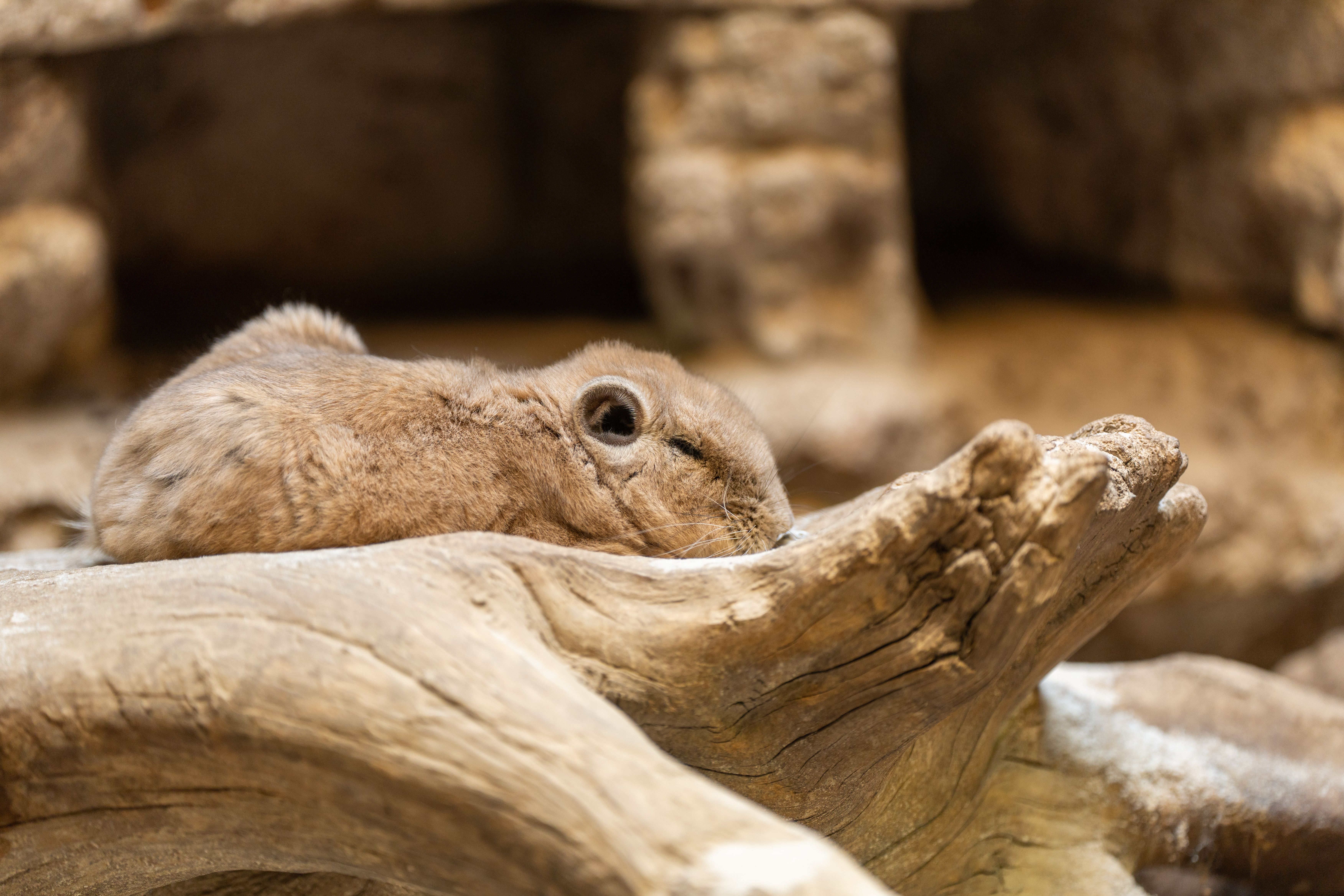 Close-up of a daman resting on a textured log indoors, showcasing natural habitat settings.