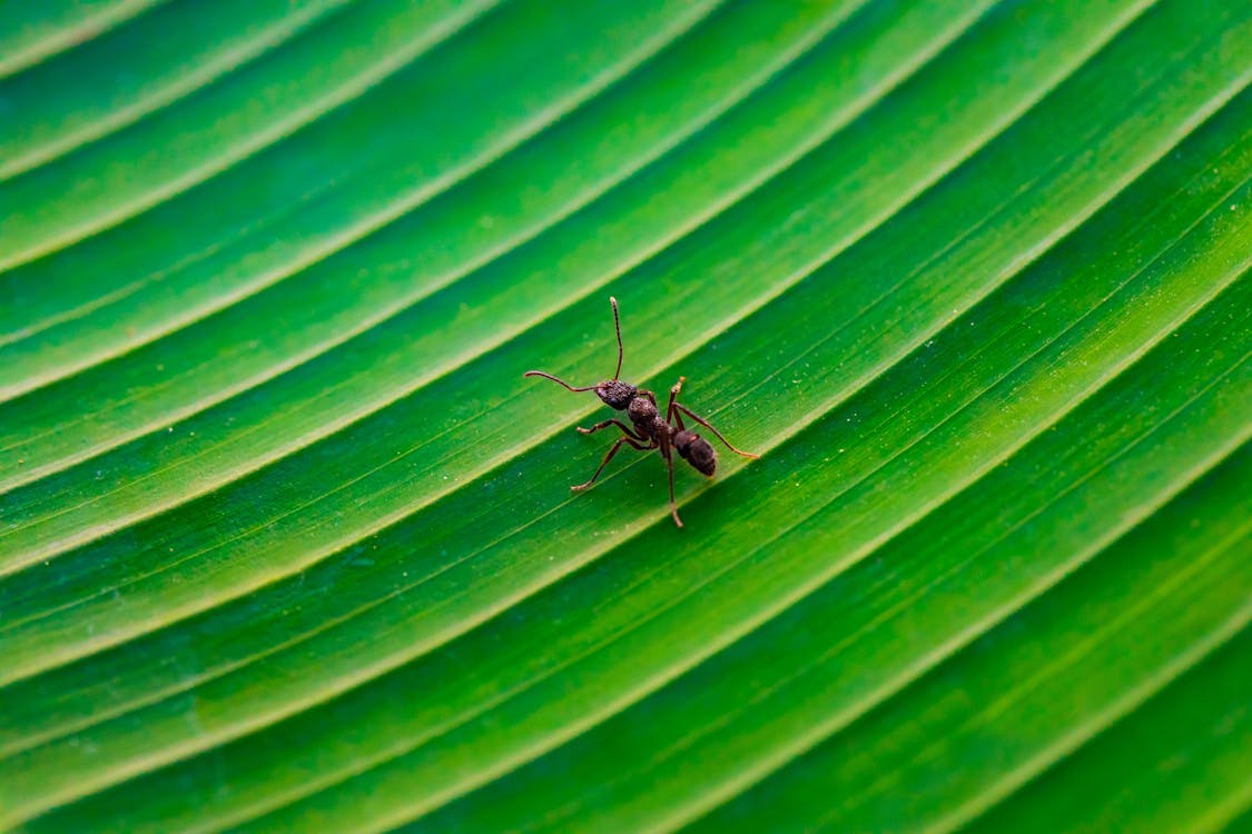 Black Ant on Leaf