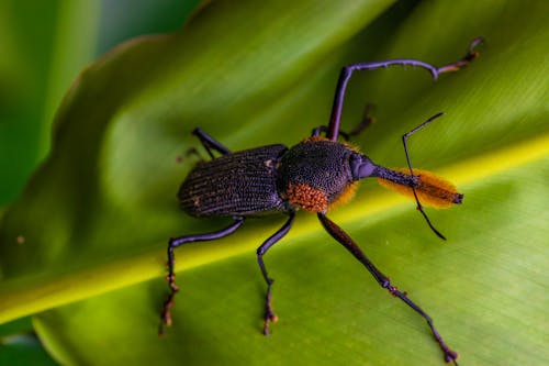 Zwart Insect Op Groen Blad