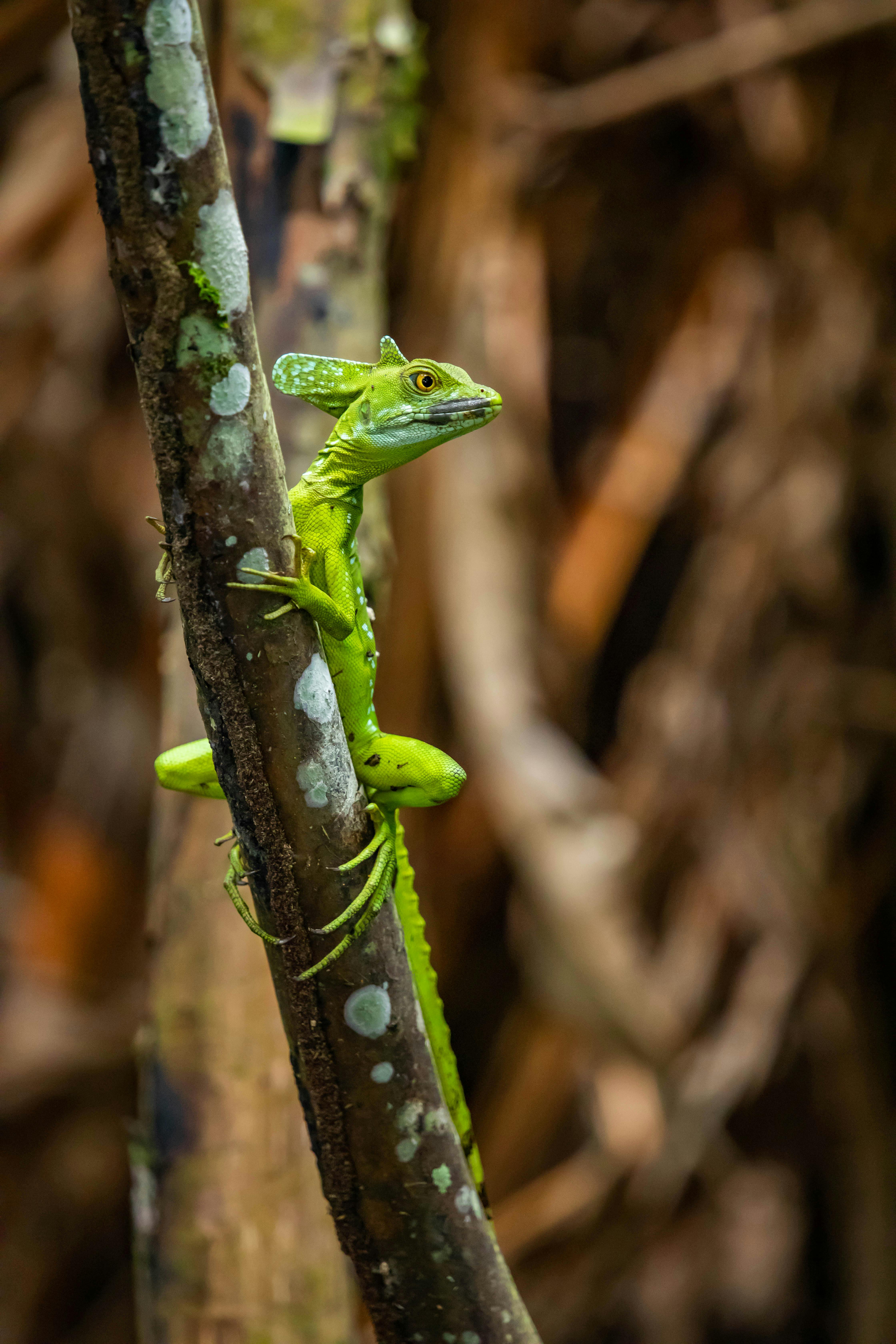 Close-up of a vibrant green basilisk lizard perched on a tree branch in a jungle setting.