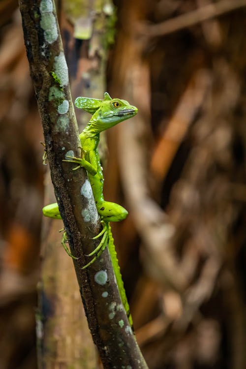 나무에 녹색 도마뱀의 선택적 초점 사진