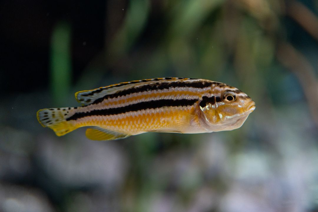 Curated visual reference: Jack Dempsey Cichlid Juvenile Tankmates Breeding Guide Photo Inspiration