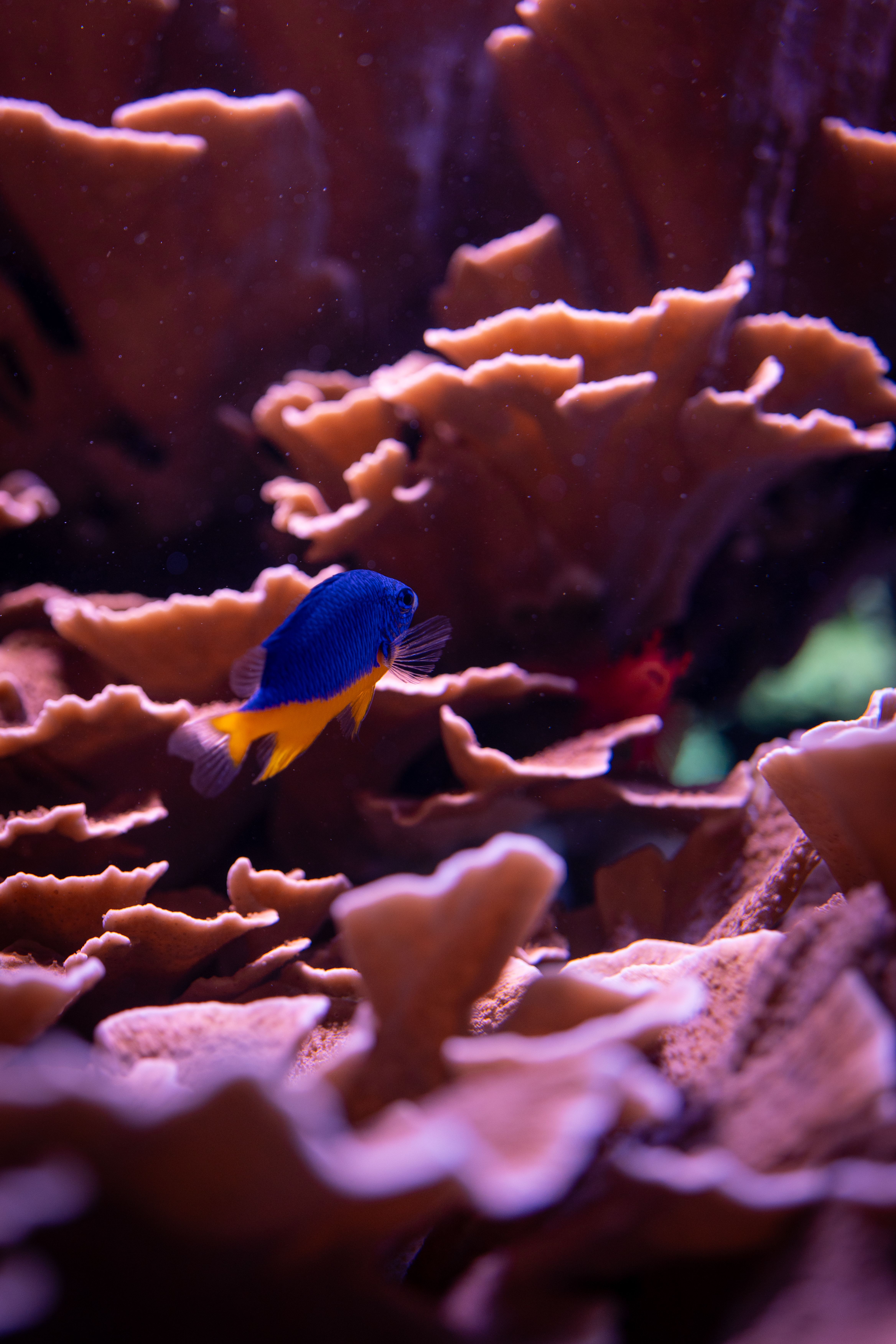 Stunning coral reef with vibrant blue and yellow fish in an underwater scene.