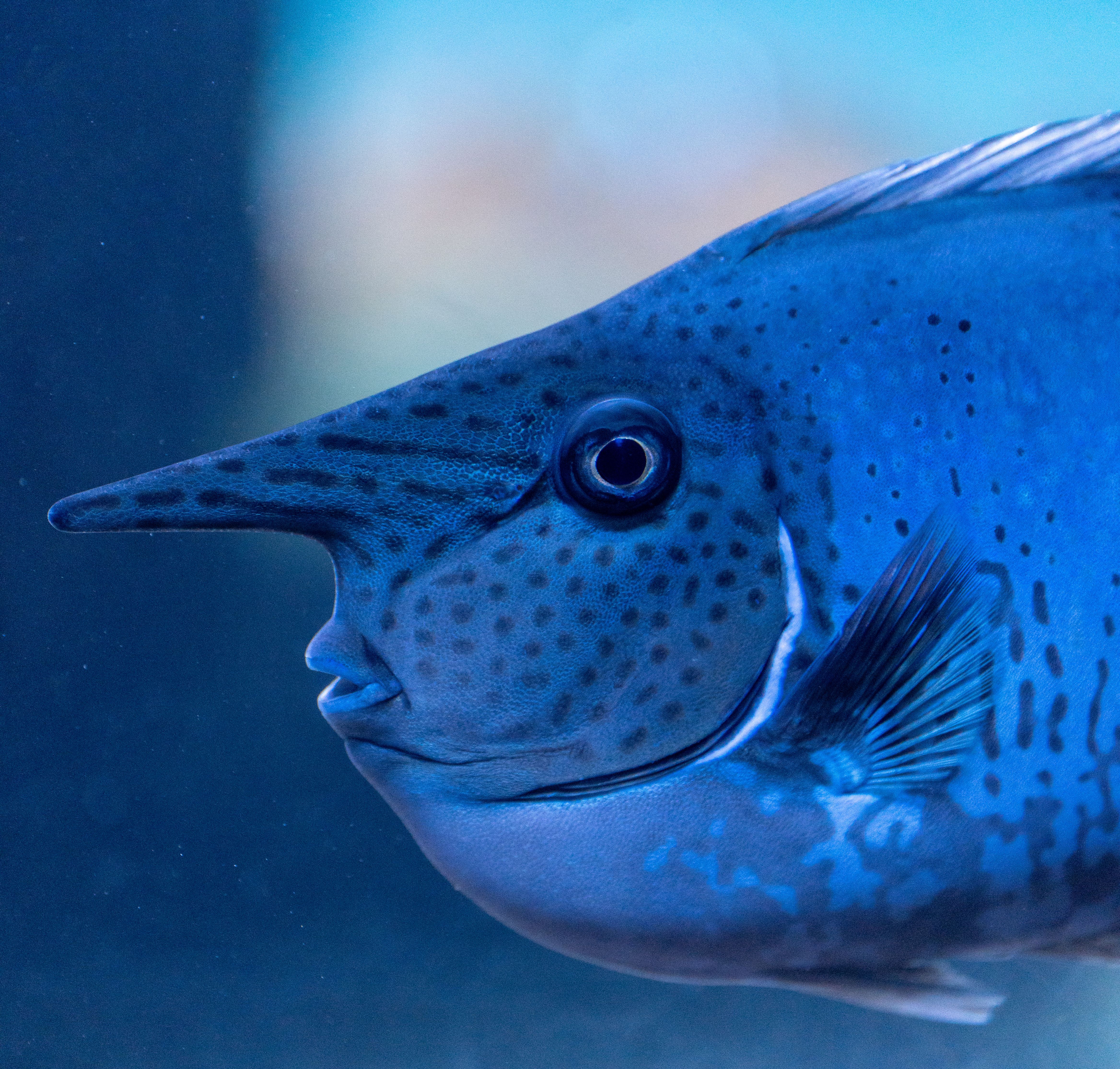 Gerald the unicornfish