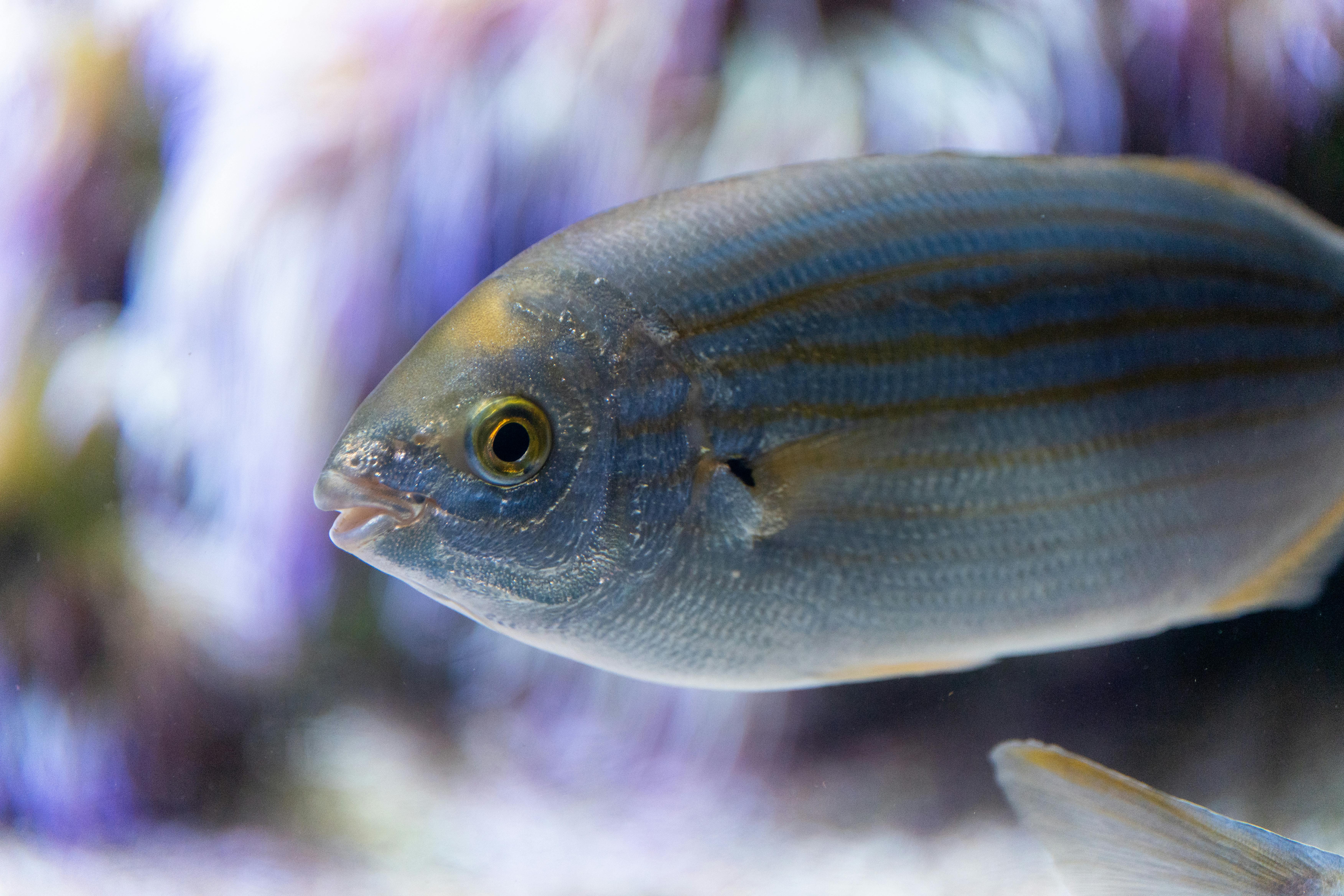 Vibrant striped fish swimming in an aquarium with blurred background.