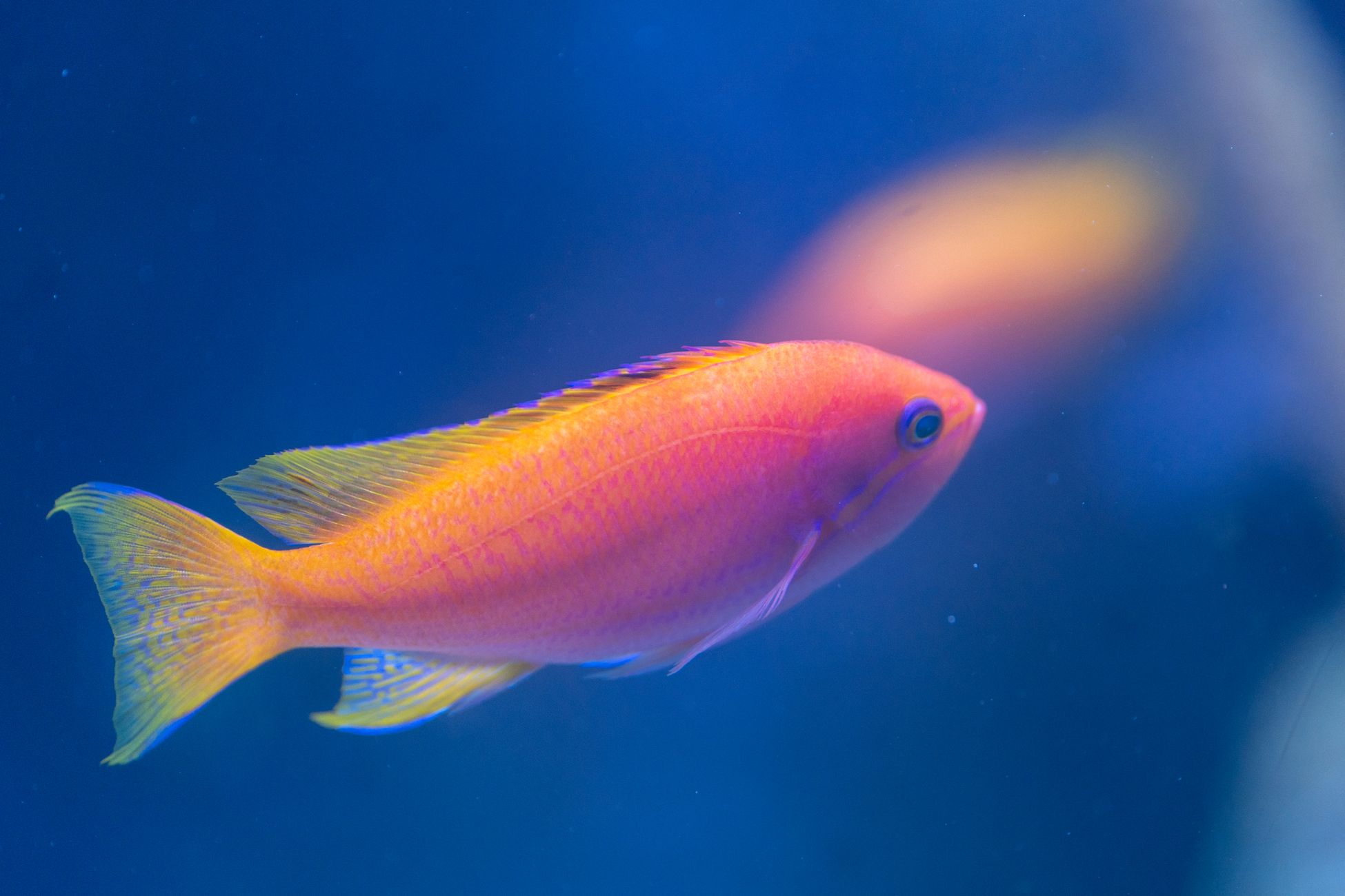Pixar Makes a Splash With New Short ‘Loving Dory’ Featuring Nemo and Dory, Teases ‘Gatto’