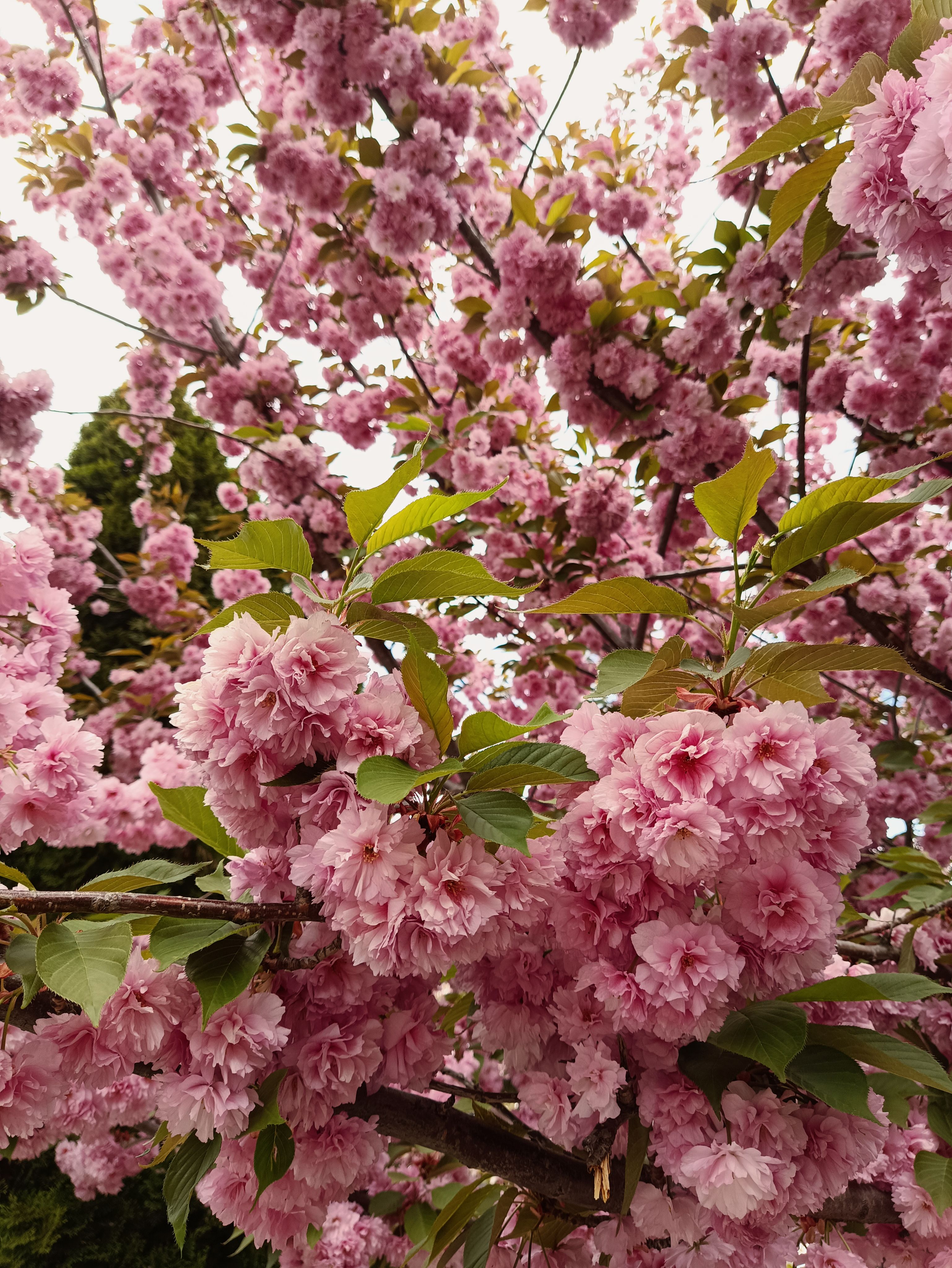 Vibrant Pink Cherry Blossom Trees in Bloom · Free Stock Photo