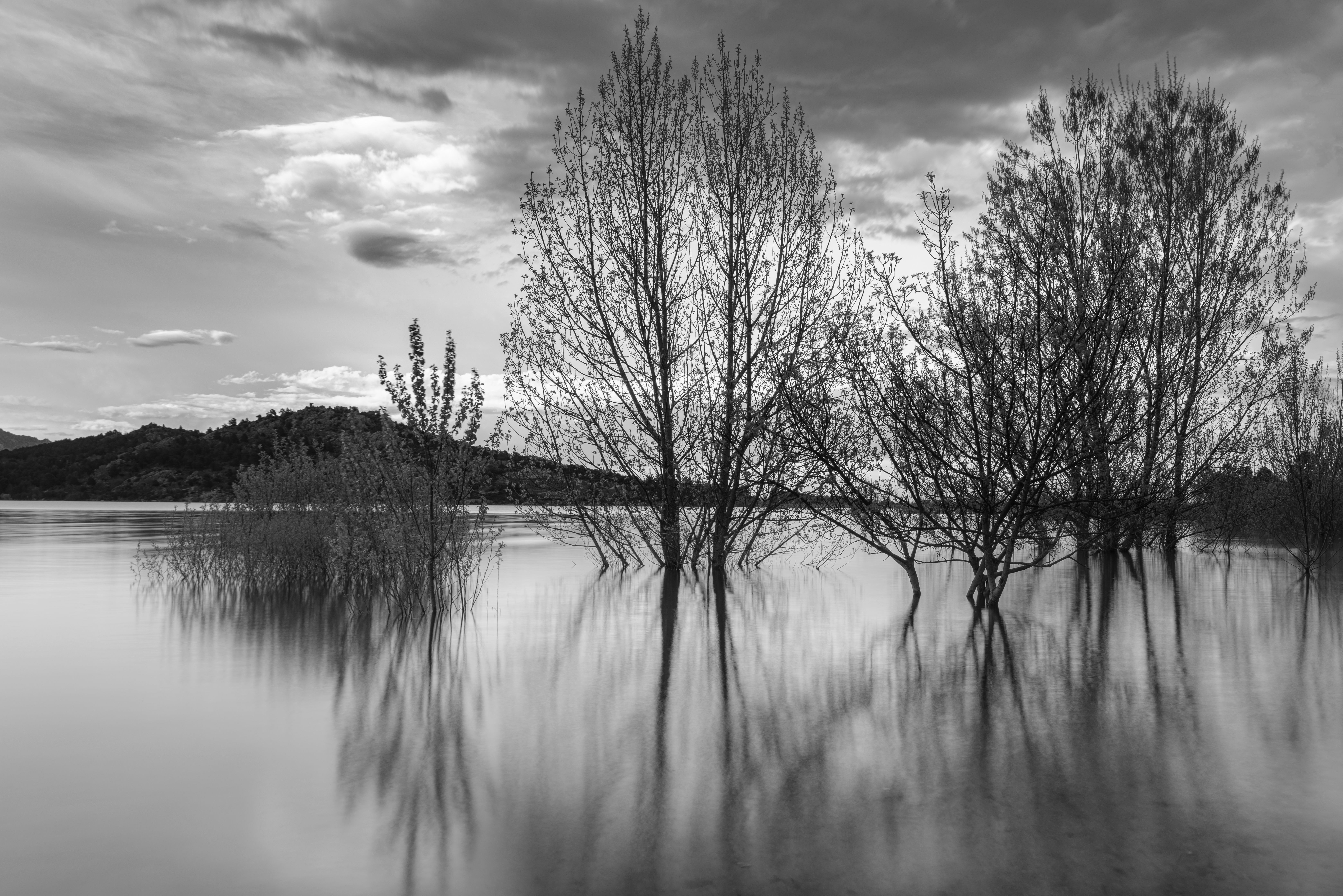 serene black and white flooded landscape with trees · Free Stock Photo