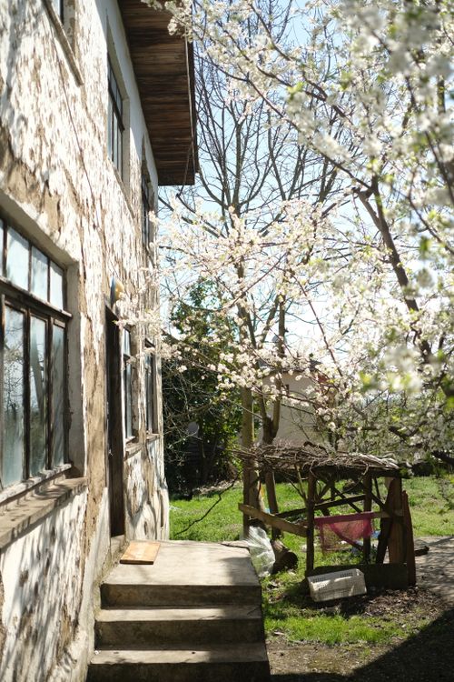 Free A picturesque rural cottage surrounded by spring blossoms under a bright blue sky. Stock Photo