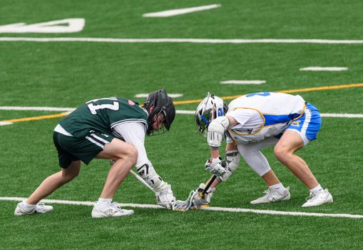 Two lacrosse players face-off on a vibrant green field, showcasing the sport's intensity and skill.