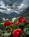 在美丽的阿尔卑斯山山谷，前景是鲜艳的红花，多云的天空下矗立着雄伟的山脉