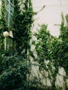 Green Ivy on Urban Building Wall