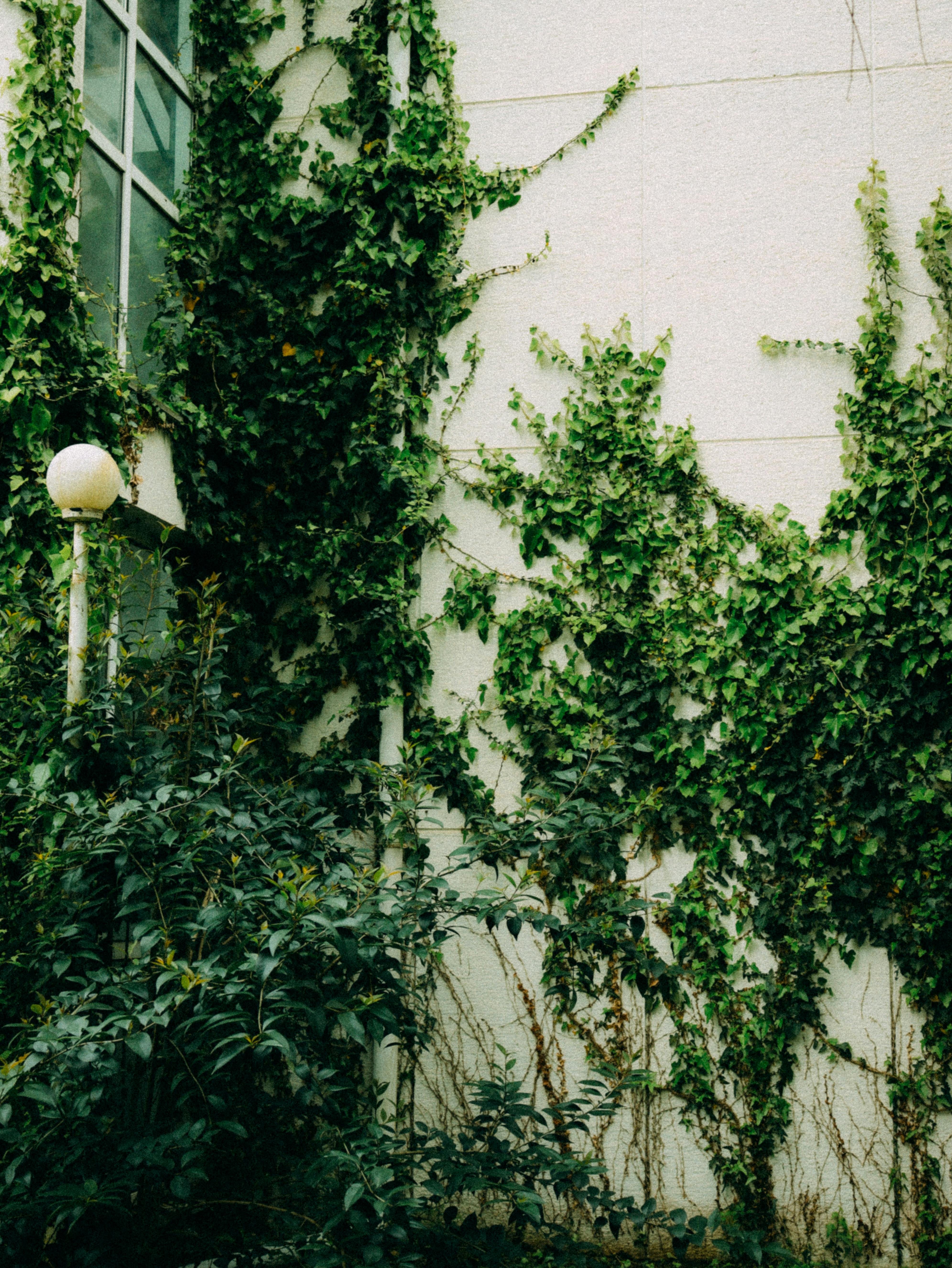 Gratis Lussureggiante edera verde che si arrampica sul muro di un edificio urbano con una finestra e un lampione. Foto a disposizione