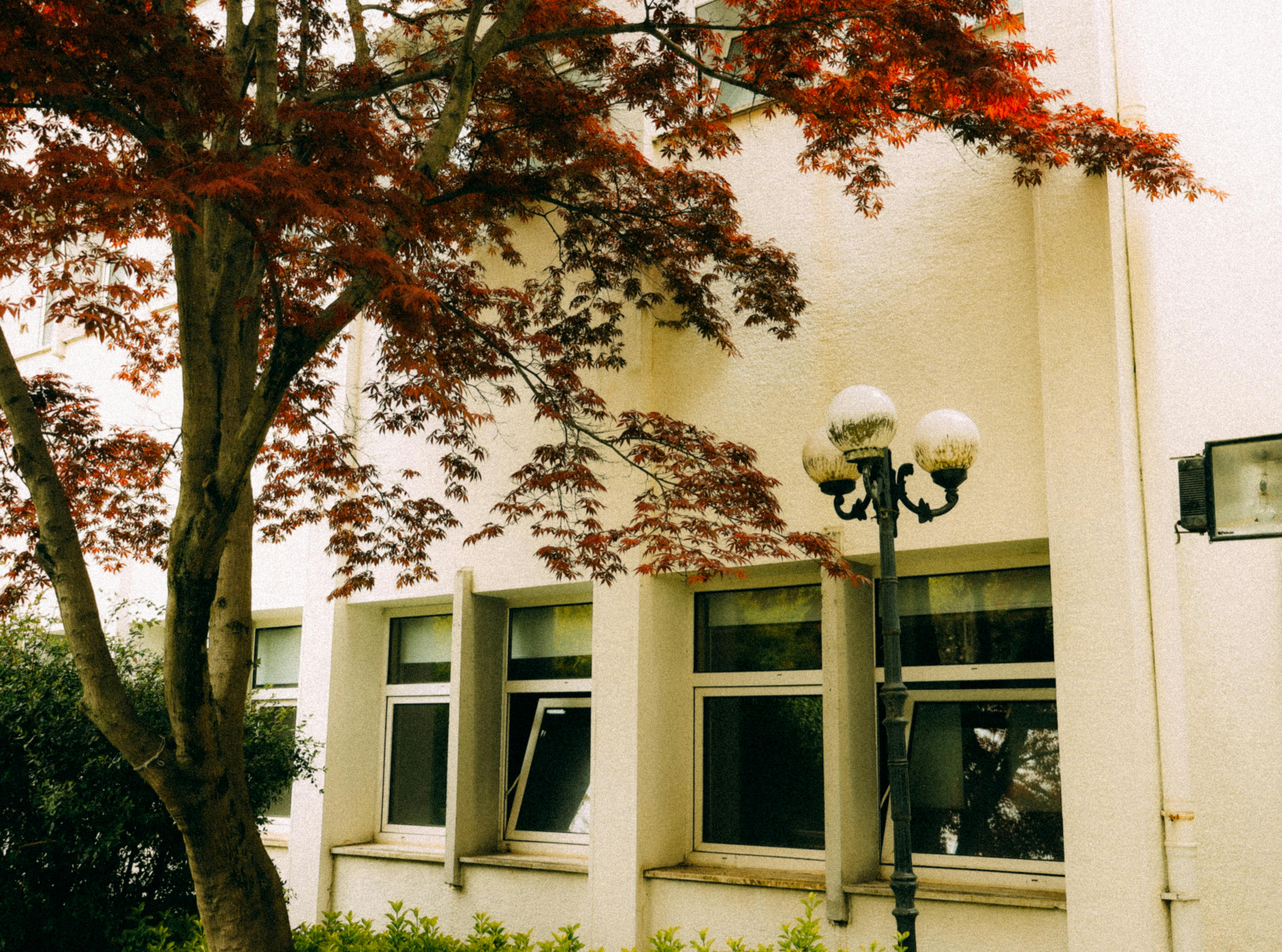 Zadarmo Ohromujúci japonský javor vedľa elegantnej fasády budovy s vintage pouličnou lampou. Fotka z fotobanky
