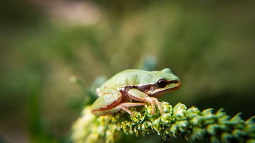 Free Close-up of a green tree frog perched on a plant, showing detailed texture. Stock Photo