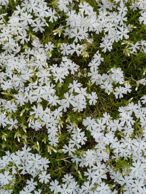 An overhead view of white phlox flowers densely packed together, creating a vibrant floral pattern.