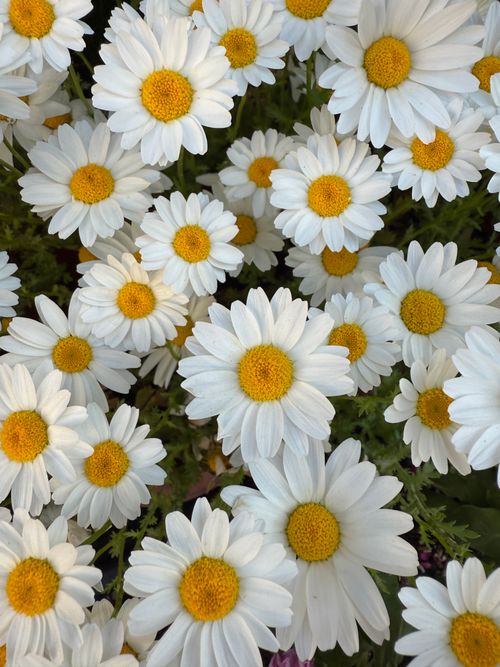 Free Close-up of vibrant white daisies with yellow centers showcasing nature's beauty in full bloom. Stock Photo