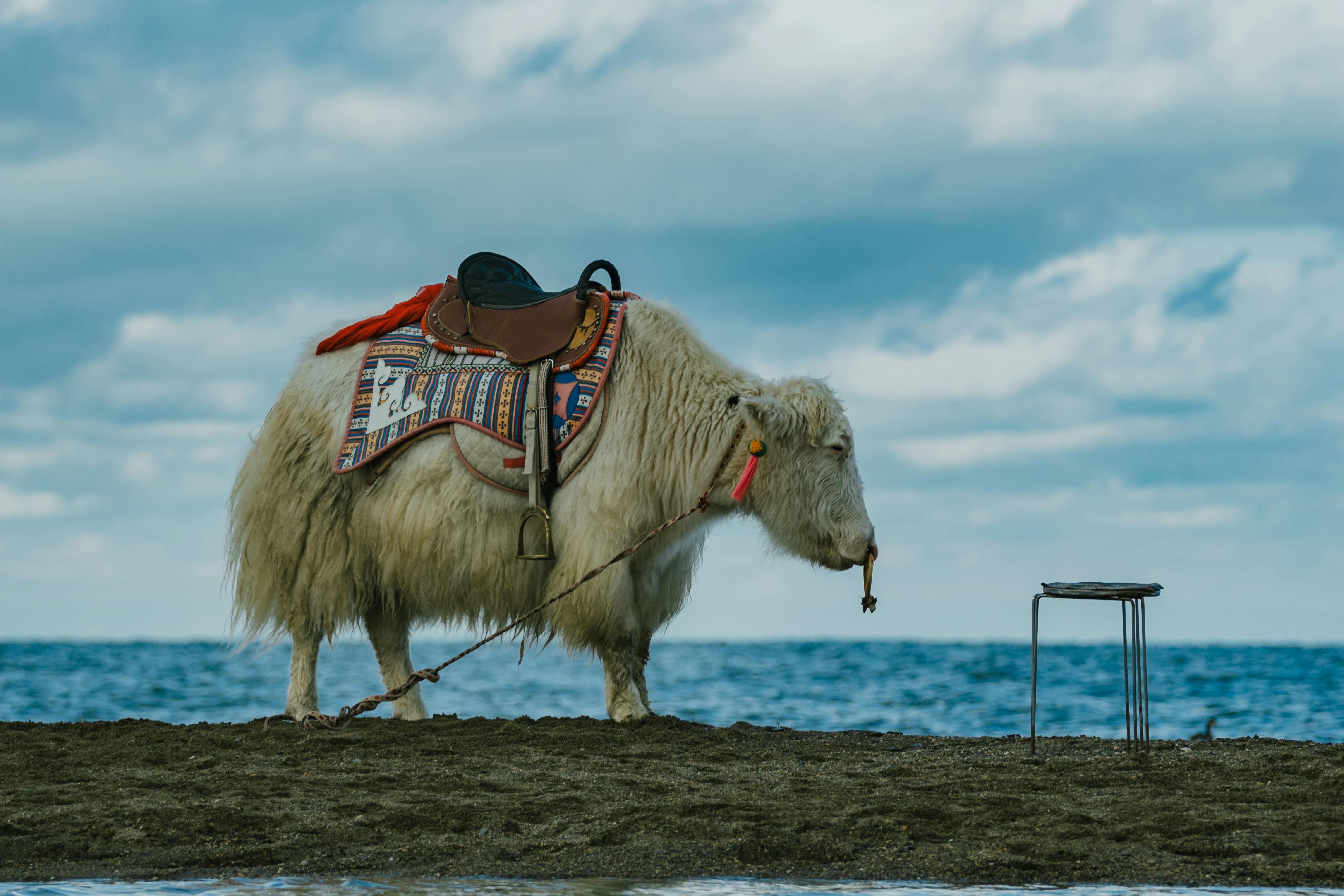 Serene image of a white yak with a colorful saddle by a lakeshore under a cloudy sky in China.