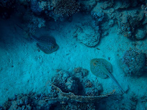 Free Two Stingrays Between Reefs Stock Photo