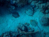 美丽的蓝色斑点黄貂鱼在水下充满活力的珊瑚礁上滑行