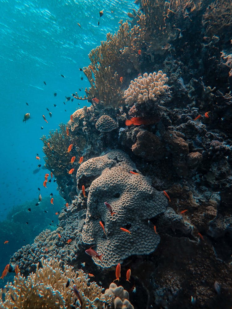 School Of Fish In Corals Under The Sea