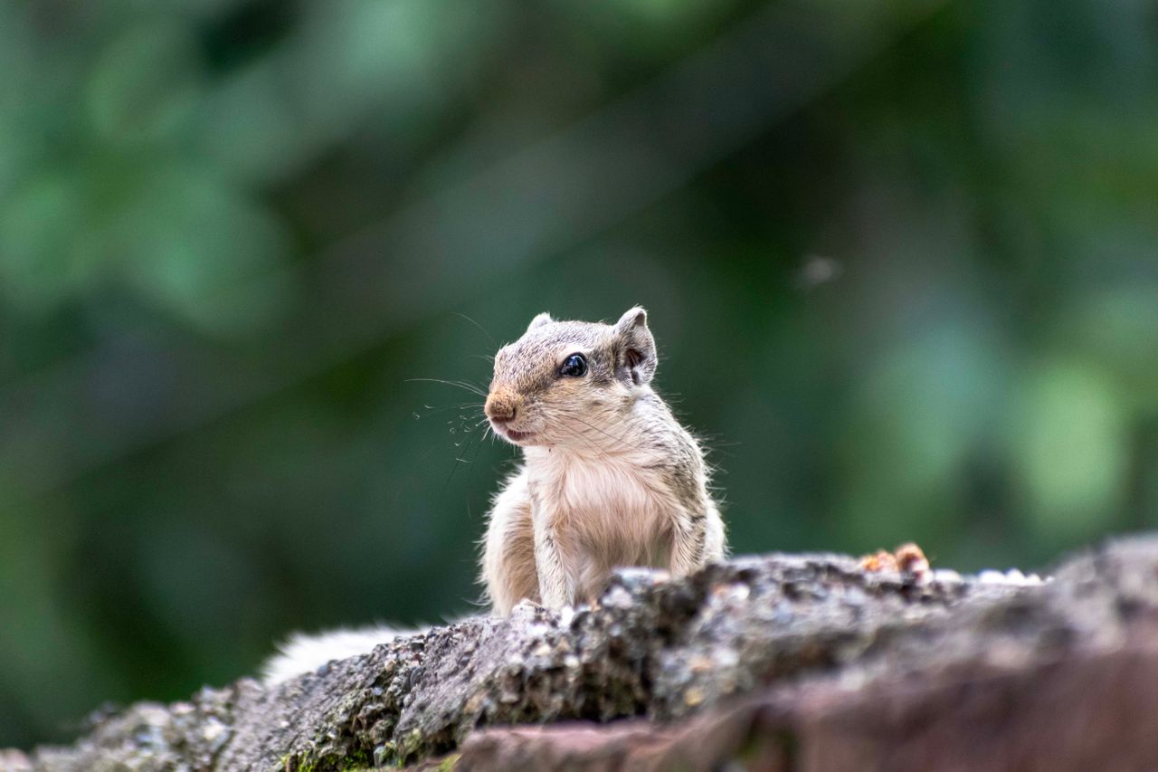 adorable squirrel perched on a tree branch with a blurred green backgr
