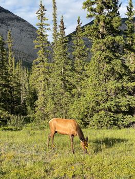 Elk grazes peacefully in a lush forest under clear skies, surrounded by mountains.