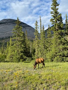 A serene view of an elk grazing in a lush green meadow with towering mountains in the background.
