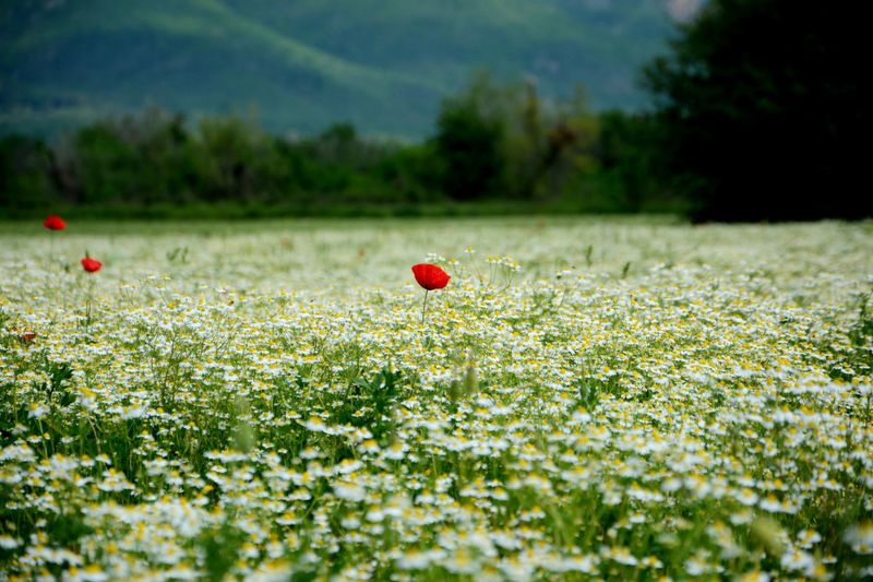 red poppy flower delivery Hungary