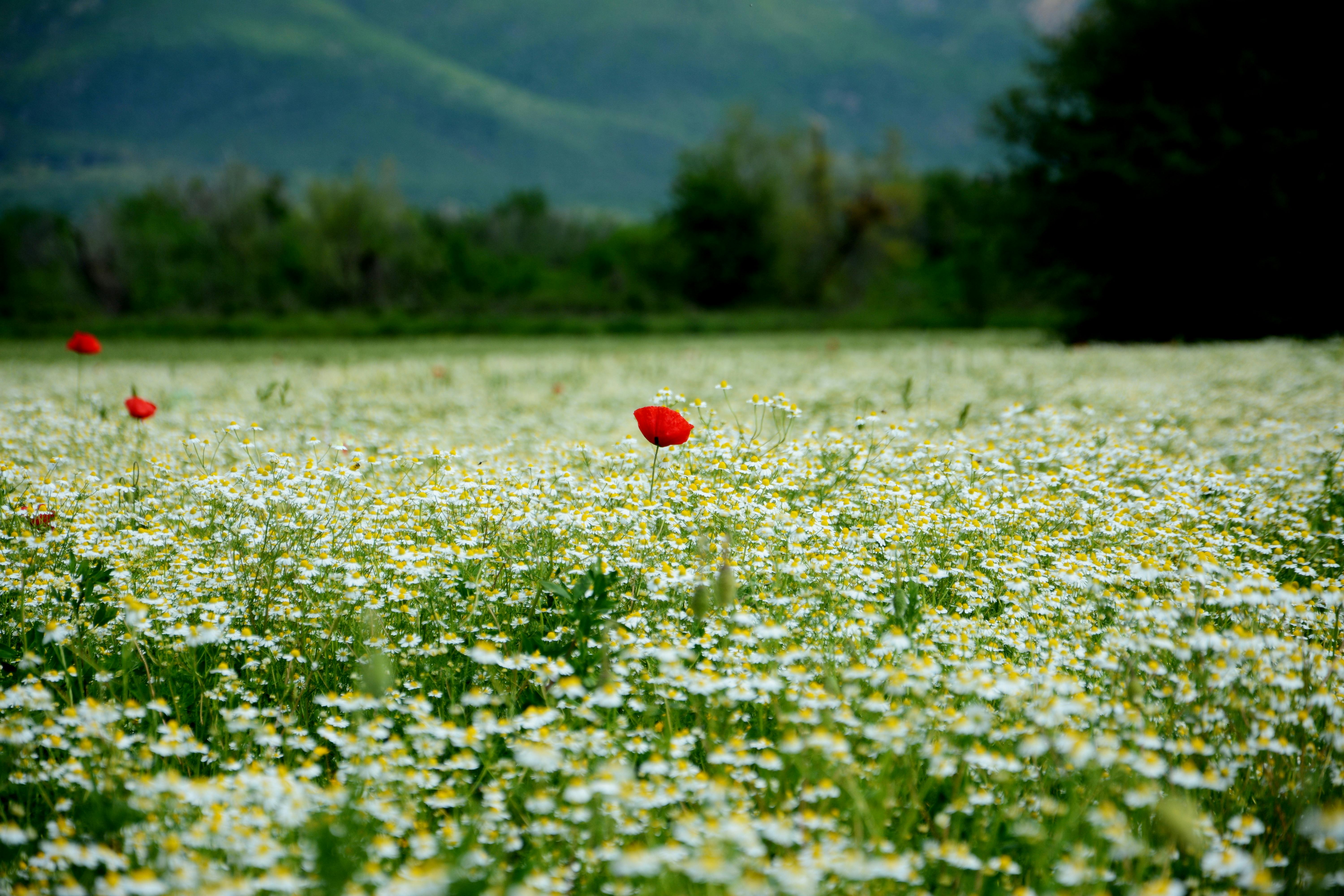 Poppy Drayton Nudes Photos, Download The BEST Free Poppy Drayton Nudes