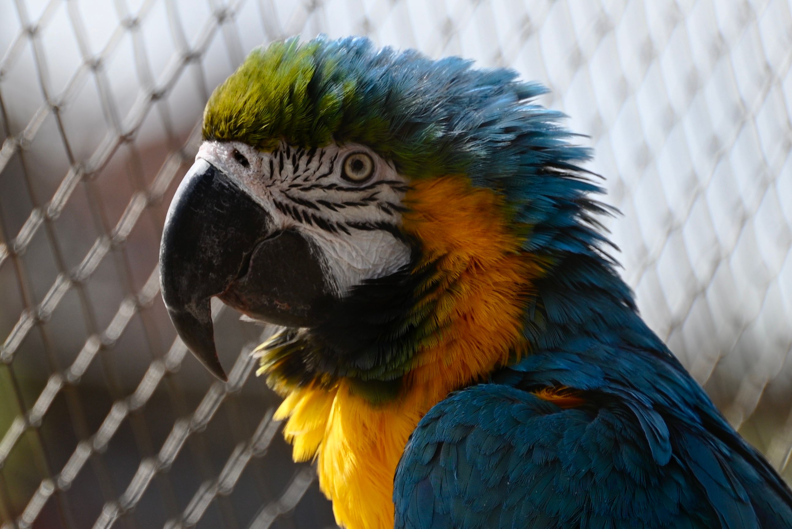 Curated visual reference: Close Up Of Blue And Yellow Macaw In Aviary Photo Inspiration