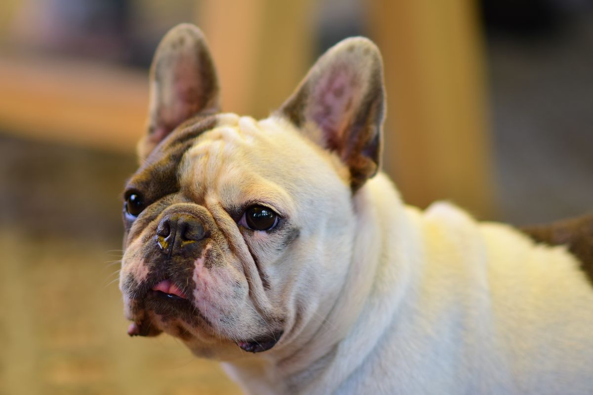 Bouledogue français fluffy : prix et caractéristiques - Pourquoi choisir un bouledogue français fluffy ? Avantages et inconvénients