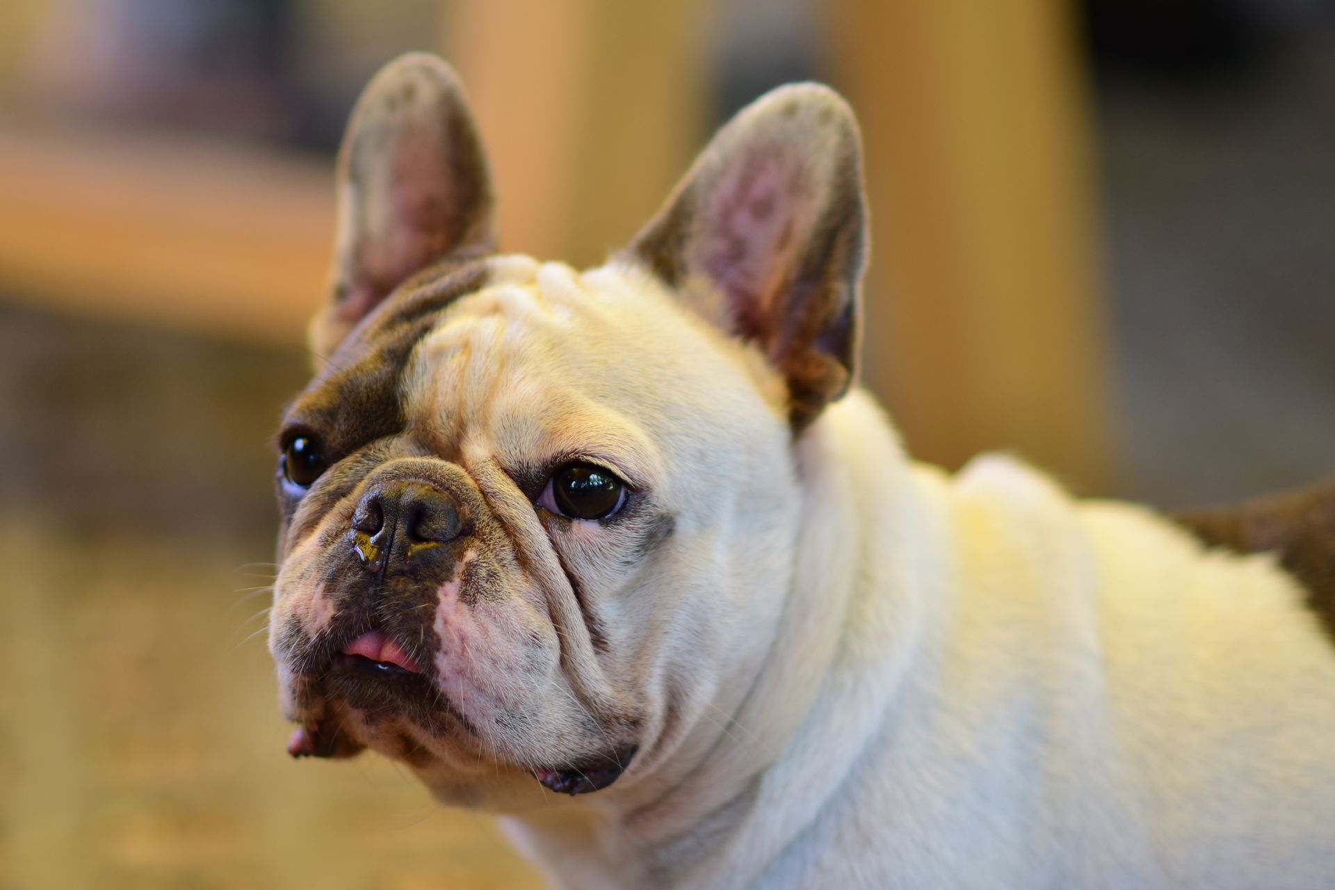 Adorable French Bulldog sitting indoors, showing a curious and attentive expression.
