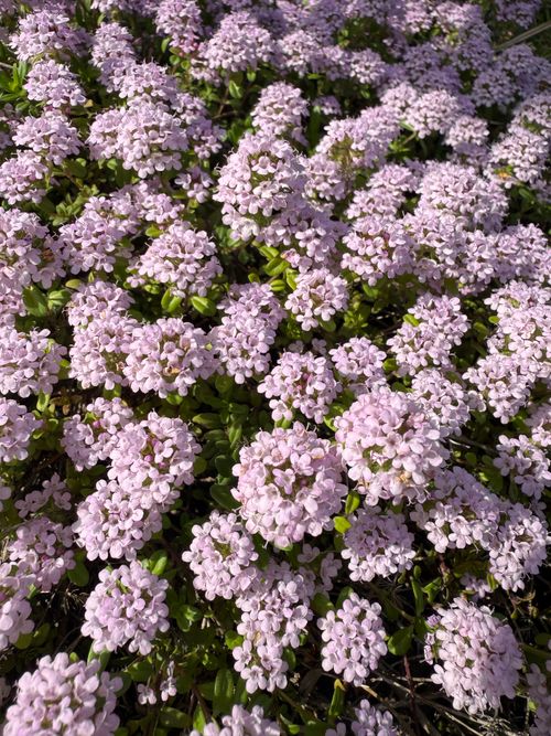 Free Vibrant ground cover of blooming pink flowers under sunlight, signaling spring's arrival. Stock Photo