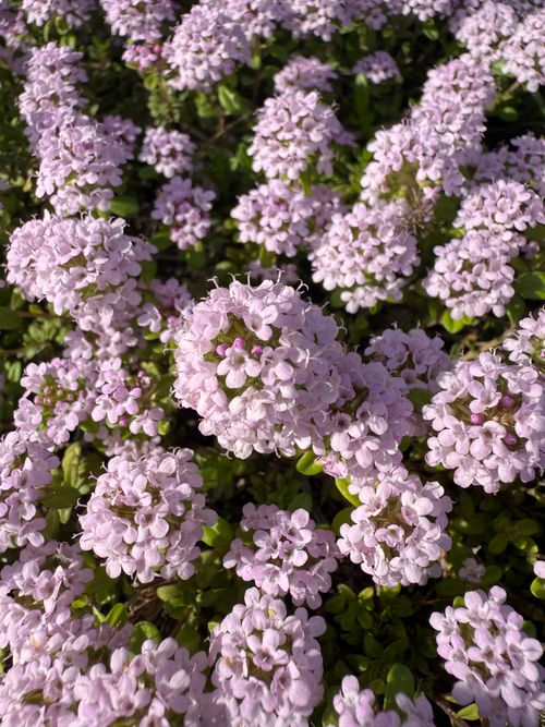 Free Detailed view of purple thyme flowers in full bloom, showcasing vibrant nature. Stock Photo