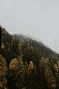 意大利特伦蒂诺-南蒂罗尔州，秋天薄雾笼罩的松林呈现出一片宁静的景色