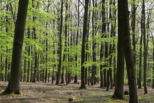 Free A serene spring forest featuring tall trees with fresh green leaves and abundant open space. Stock Photo