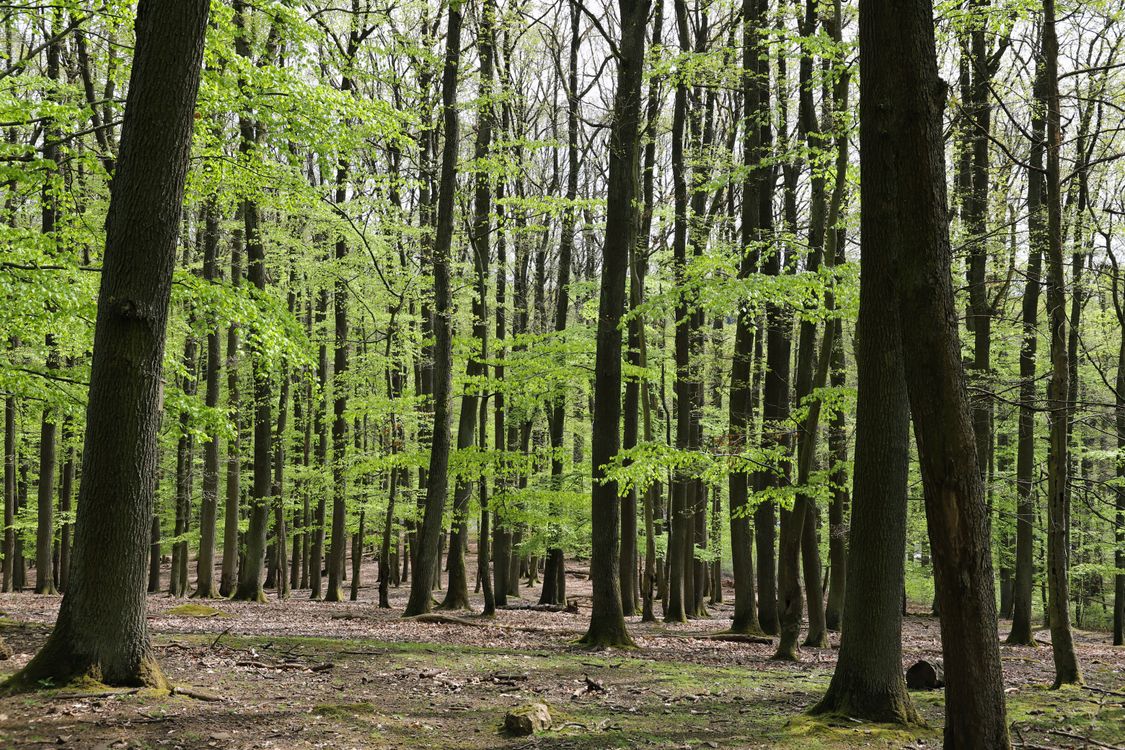 Lush Spring Forest with Fresh Green Leaves · Free Stock Photo